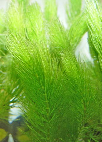 Ceratophyllum submersum